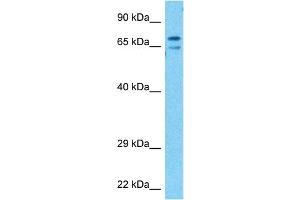 Western Blotting (WB) image for anti-Potassium Voltage-Gated Channel, Shal-Related Subfamily, Member 3 (KCND3) (C-Term) antibody (ABIN5515524)