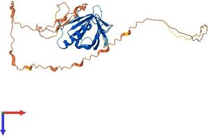 WBP2NL Protein (AA 1-309) (His tag)