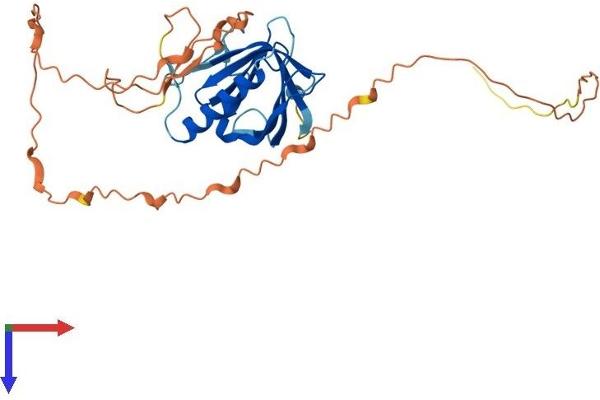 WBP2NL Protein (AA 1-309) (His tag)