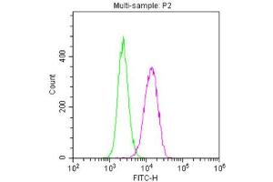 Flow Cytometry (FACS) image for anti-Nestin (NES) antibody (ABIN7161178)
