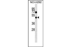 Western blot analysis of Orexin receptor type 1 Antibody (Center) in NCI-H292 cell line lysates (35ug/lane). (HCRTR1 Antikörper  (Middle Region))