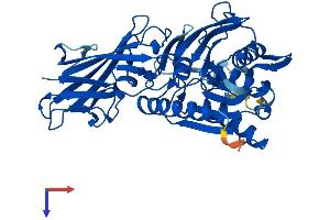 BAAT Protein (AA 1-418) (His tag)