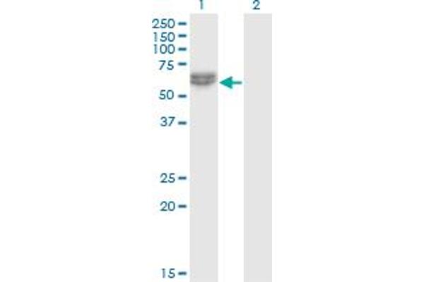 Nemo-Like Kinase Antikörper  (AA 416-515)