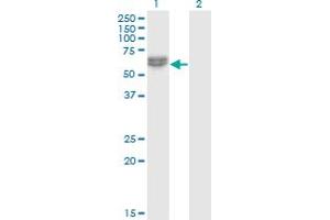 Western Blot analysis of NLK expression in transfected 293T cell line by NLK monoclonal antibody (M02), clone 2B11.