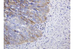 Image no. 2 for anti-CD99 (CD99) antibody (ABIN1497383) (CD99 Antikörper)