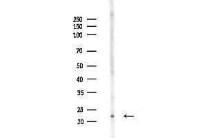 anti-Apolipoprotein B mRNA Editing Enzyme, Catalytic Polypeptide-Like 3C (APOBEC3C) antibody