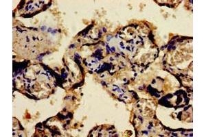 Immunohistochemistry of paraffin-embedded human placenta tissue using ABIN7165602 at dilution of 1:100 (FOSB Antikörper  (AA 1-41))