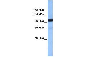COPB1 antibody used at 1 ug/ml to detect target protein.