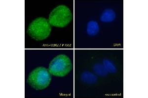 Immunofluorescence (IF) image for anti-Prostaglandin-Endoperoxide Synthase 2 (Prostaglandin G/H Synthase and Cyclooxygenase) (PTGS2) (C-Term) antibody (ABIN184672)