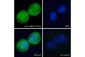 ABIN184672 Immunofluorescence analysis of paraformaldehyde fixed HepG2 cells, permeabilized with 0.