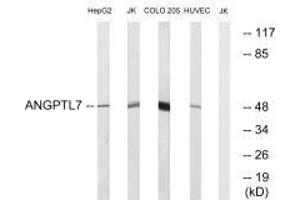 Western blot analysis of extracts from HepG2 cells, Jurkat cells, COLO cells and HUVEC cells, using ANGPTL7 antibody. (ANGPTL7 Antikörper  (C-Term))