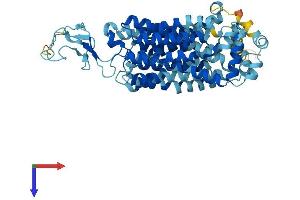 SLC22A6 Protein (AA 1-545) (His tag)