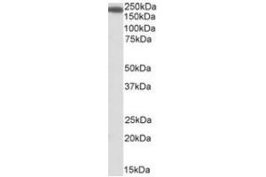 Antibody (1µg/ml) staining of Human Kidney lysate (35µg protein in RIPA buffer). (IQGAP1 Antikörper  (Internal Region))