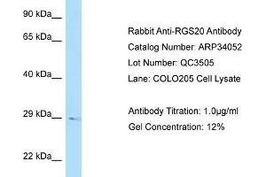 WB Suggested Anti-RGS20 Antibody   Titration: 1. (RGS20 Antikörper  (N-Term))