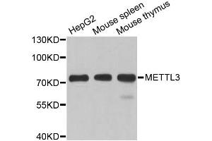 Western blot analysis of extracts of various cell lines, using METTL3 antibody (ABIN5974672) at 1/1000 dilution. (METTL3 Antikörper)