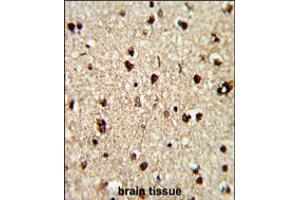 Formalin-fixed and paraffin-embedded human brain reacted with TECPR1 Antibody , which was peroxidase-conjugated to the secondary antibody, followed by DAB staining. (TECPR1 Antikörper  (C-Term))