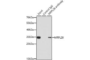 Immunoprecipitation analysis of 200 μg extracts of 293T cells using 1 μg MRPL28 antibody (ABIN6130560, ABIN6144010, ABIN6144011 and ABIN6221605).
