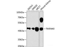 Western blot analysis of extracts of various cell lines using TMEM43 Polyclonal Antibody at dilution of 1:1000. (TMEM43 Antikörper)