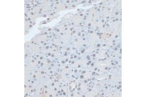 Immunohistochemistry of paraffin-embedded rat pancreas using ZNF581 antibody (ABIN6128960, ABIN6150520, ABIN6150521 and ABIN6217055) at dilution of 1:100 (40x lens). (ZNF581 Antikörper  (AA 1-90))