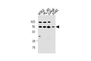 GABRQ Antibody (C-term) (ABIN1881359 and ABIN2843284) western blot analysis in K562,HL-60,Jurkat,A549 cell line lysates (35 μg/lane).