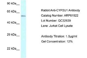 Western Blotting (WB) image for anti-Cytochrome P450, Family 2, Subfamily U, Polypeptide 1 (CYP2U1) (Middle Region) antibody (ABIN2788950)