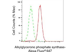 Flow cytometric analysis of Alkylglycerone phosphate synthase expression in HeLa cells using Alkylglycerone phosphate synthase antibody (ABIN7797582), 1:2,000). (Rekombinanter AGPS Antikörper)