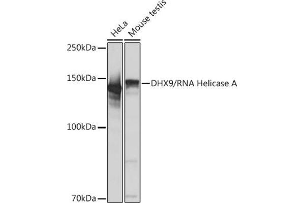 DHX9 Antikörper