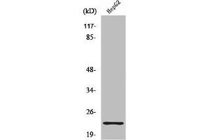 Western Blot analysis of HuvEc cells using Ribosomal Protein S9 Polyclonal Antibody (RPS9 Antikörper  (Internal Region))