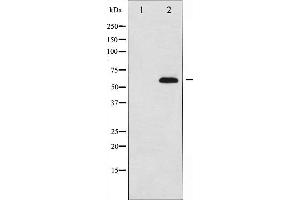 Western blot analysis of AFX expression in serum treated 293 whole cell lysates,The lane on the left is treated with the antigen-specific peptide.