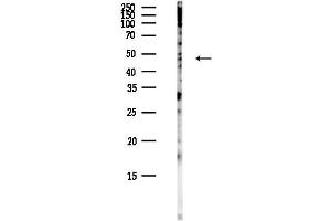 Western blot analysis of lysates from COLO205 cells(heat-shock,45 min treatment), using LNP Antibody at 1/1000 dilution. (Lunapark Antikörper)