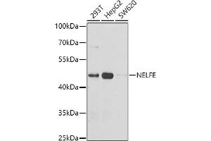 Western blot analysis of extracts of various cell lines, using NELFE antibody (ABIN6127279, ABIN6144527, ABIN6144529 and ABIN6222777) at 1:1000 dilution. (RDBP Antikörper  (AA 1-280))