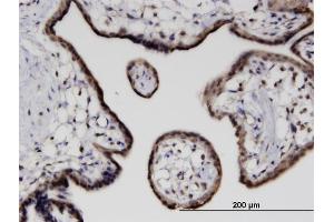 Immunostaining (ISt) image for anti-Cbp/p300-Interacting Transactivator, with Glu/Asp-Rich Carboxy-terminal Domain, 4 (CITED4) (AA 131-184) antibody (ABIN531142)