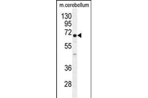 UGT8 antibody (Center) (ABIN655577 and ABIN2845071) western blot analysis in mouse cerebellum tissue lysates (35 μg/lane). (UGT8 Antikörper  (AA 366-393))