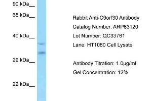 Western Blotting (WB) image for anti-Myb/SANT-Like DNA-Binding Domain Containing 3 (MSANTD3) (Middle Region) antibody (ABIN970265) (MSANTD3 Antikörper  (Middle Region))