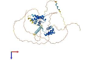 POU3F2 Protein (AA 1-443) (His tag)