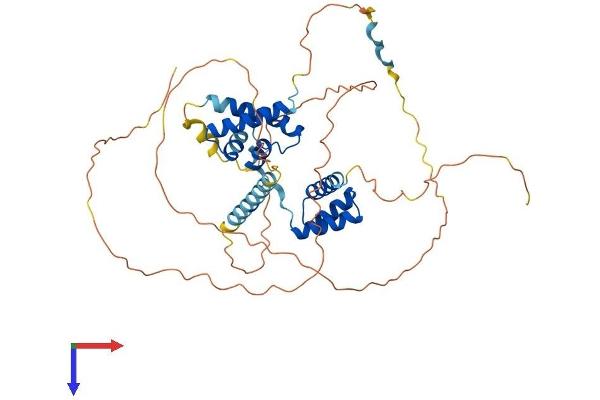 POU3F2 Protein (AA 1-443) (His tag)