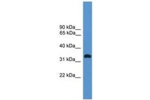 Image no. 1 for anti-Olfactory Receptor 1L8 (OR1L8) (AA 201-250) antibody (ABIN6746645) (OR1L8 Antikörper  (AA 201-250))