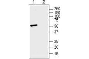 Western blot analysis of human SH-SY5Y neuroblastoma cell lysate:1. (Solute Carrier Family 30 (Zinc Transporter), Member 3 (Slc30a3) Peptid)