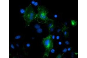 Image no. 6 for anti-Platelet/endothelial Cell Adhesion Molecule (PECAM1) antibody (ABIN1497242) (CD31 Antikörper)