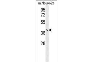Western blot analysis in mouse Neuro-2a cell line lysates (35ug/lane). (CASC4 Antikörper  (C-Term))