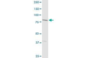 SCIN MaxPab rabbit polyclonal antibody. (Scinderin Antikörper  (AA 1-468))
