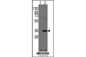 Western blot analysis of PHB2 using rabbit polyclonal PHB2 Antibody (Human C-term) using 293 cell lysates (2 ug/lane) either nontransfected (Lane 1) or transiently transfected with the PHB2 gene (Lane 2). (Prohibitin 2 Antikörper  (N-Term))