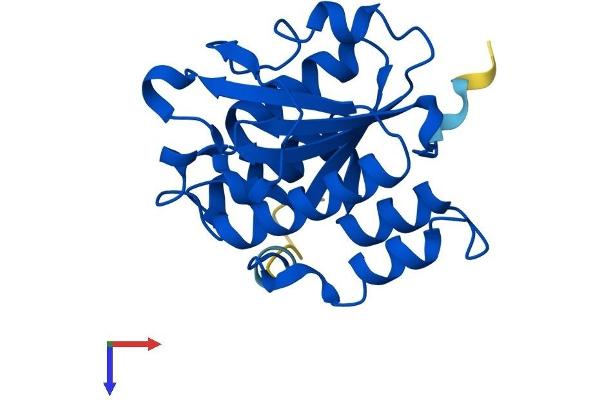 ISOC2 Protein (AA 1-205) (His tag)