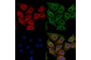 ABIN7094398 and ABIN7098445 staining HepG2 cells by IF/ICC. (NOMO2 Antikörper  (C-Term))