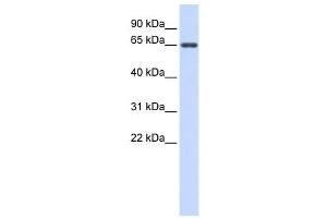 Western Blotting (WB) image for anti-Anti-Mullerian Hormone (AMH) antibody (ABIN2459731) (AMH Antikörper)