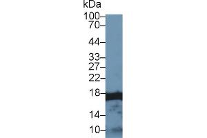 Western Blot; Sample: Human U2OS cell lysate; Primary Ab: 1µg/ml Rabbit Anti-Human HIST2H3A Antibody Second Ab: 0. (HIST2H3A Antikörper  (AA 1-136))