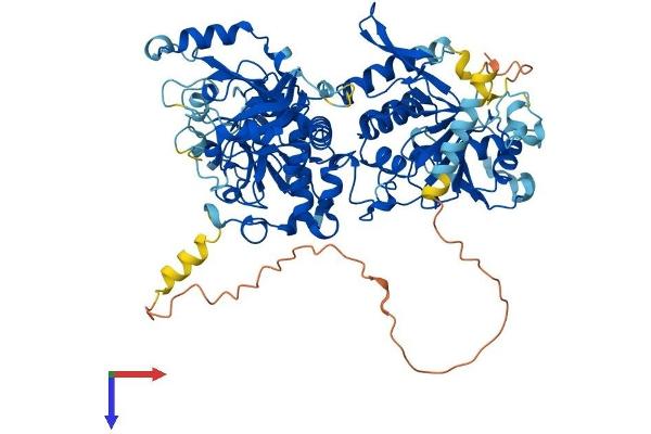 EXT1 Protein (AA 1-746) (His tag)