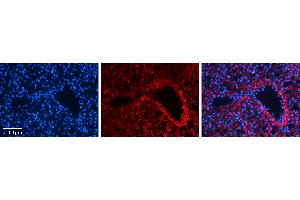 Rabbit Anti-MST1 Antibody Catalog Number: ARP45722_P050 Formalin Fixed Paraffin Embedded Tissue: Human Liver Tissue Observed Staining: Cytoplasm in hepatocytes Primary Antibody Concentration: 1:100 Other Working Concentrations: N/A Secondary Antibody: Donkey anti-Rabbit-Cy3 Secondary Antibody Concentration: 1:200 Magnification: 20X Exposure Time: 0. (MST1 Antikörper  (N-Term))