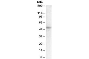 Western blot testing of human breast lysate with STAP2 antibody at 0. (STAP2 Antikörper)