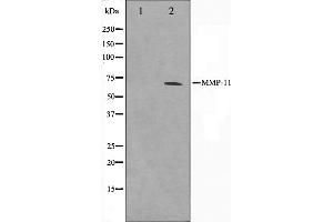 Western blot analysis on A549 cell lysate using MMP11 Antibody. (MMP11 Antikörper  (N-Term))